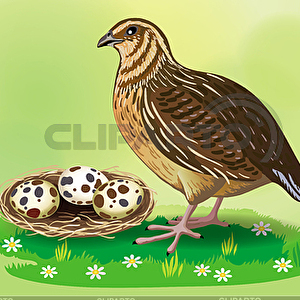 6561866-quail-and-nest-with-quail-eggs.jpg